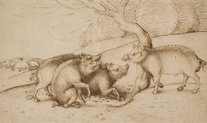 The Boar Family (penna och bläck på vitt papper)